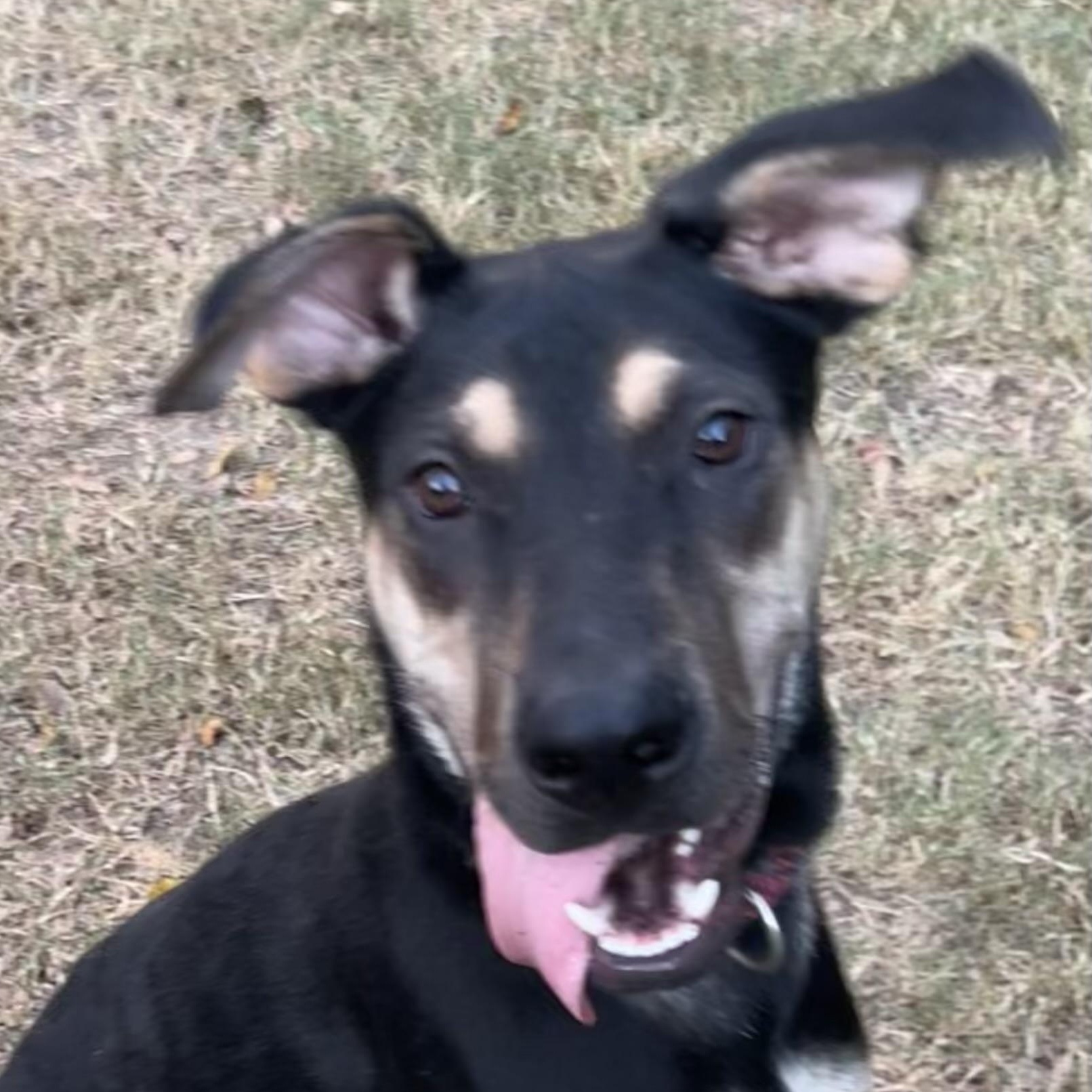 Teddy - Maya’s boy, a Adoptable mixed breed in Bellaire, TX image 2/5