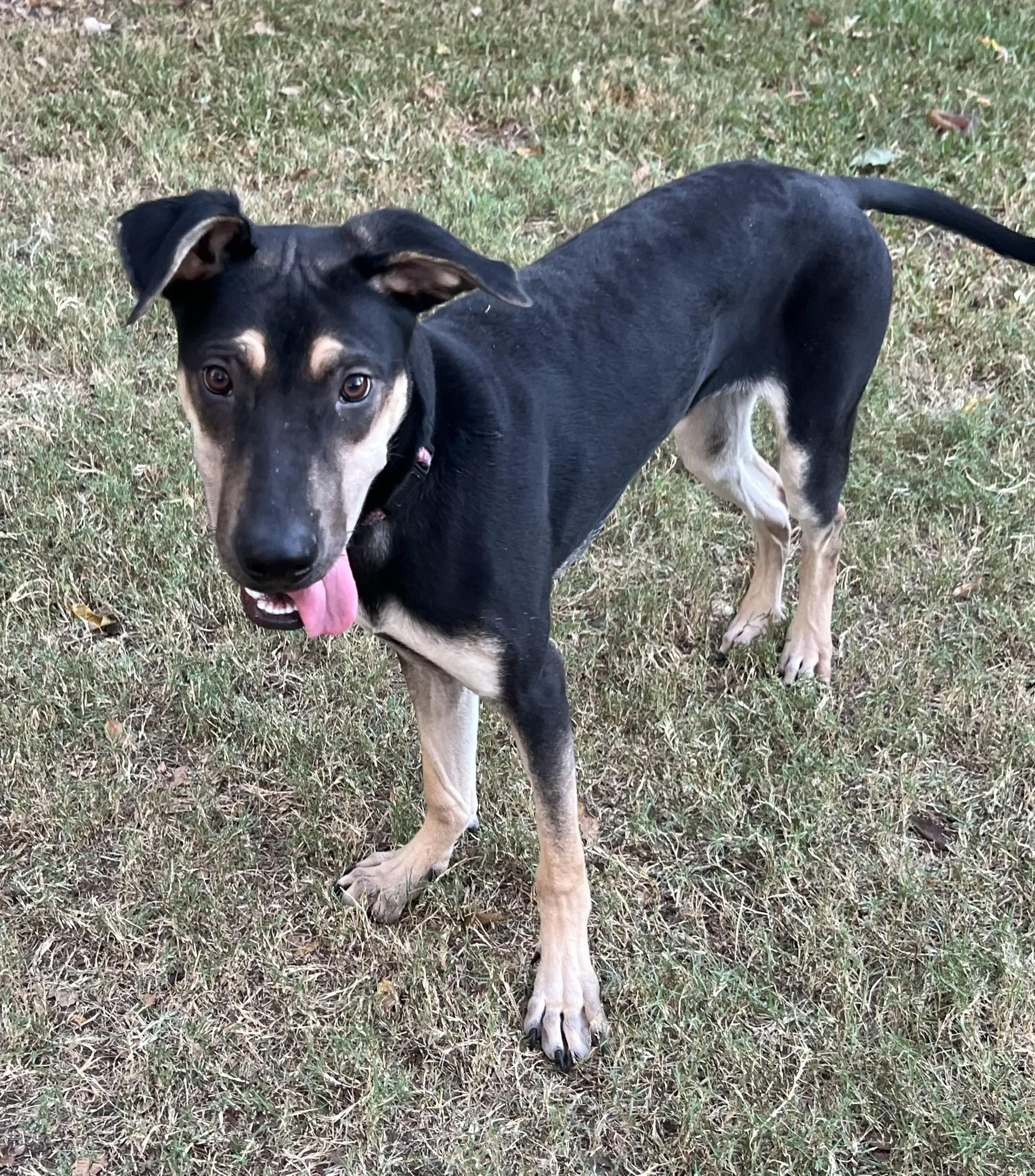 Teddy - Maya’s boy, a Adoptable mixed breed in Bellaire, TX image 3/5