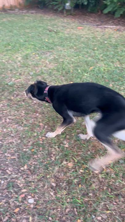 Enlarge Teddy - Maya’s boy, a Adoptable mixed breed in Bellaire, TX video 5/5