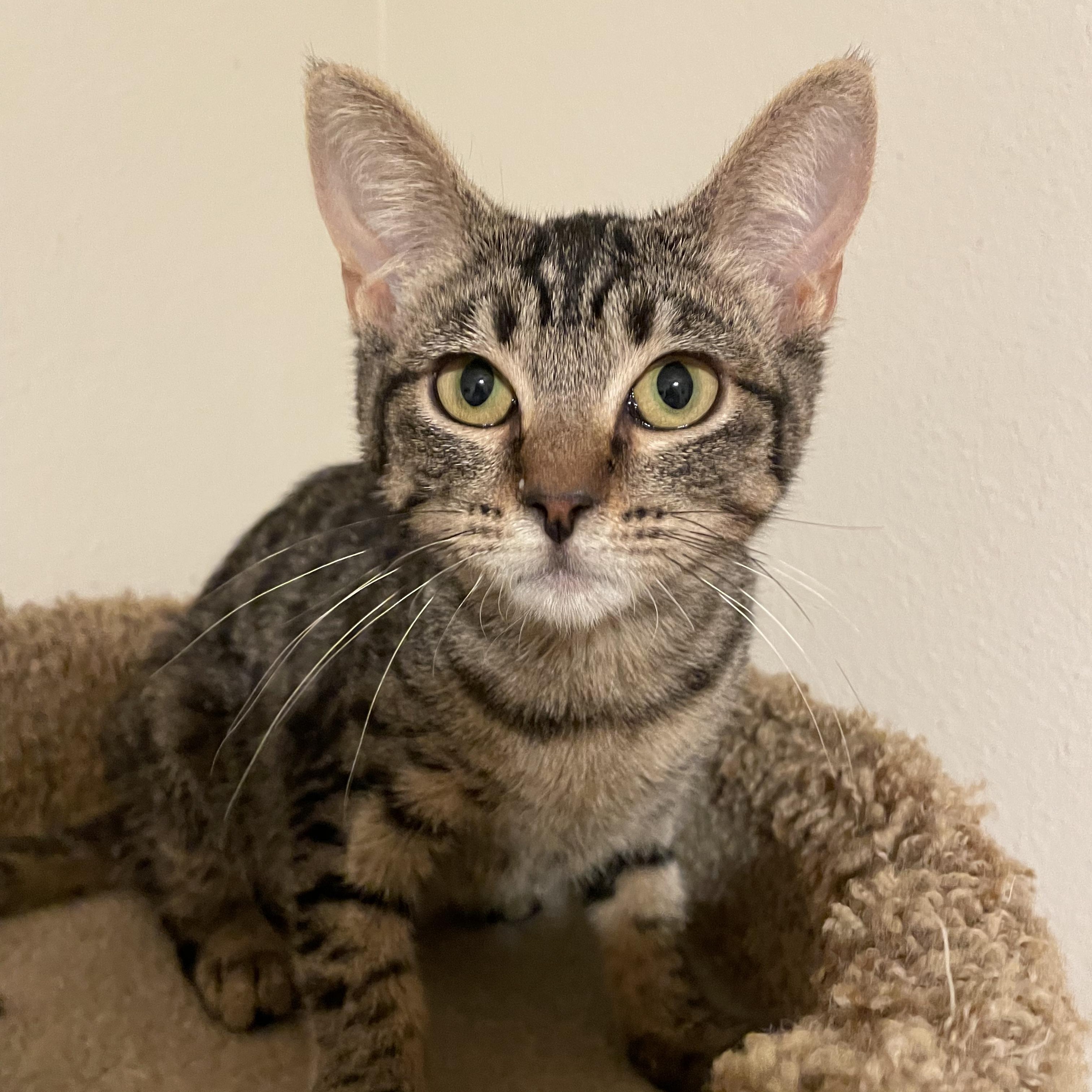 Enlarge Roo, a Adoptable Domestic Short Hair in San Diego, CA image 3/4