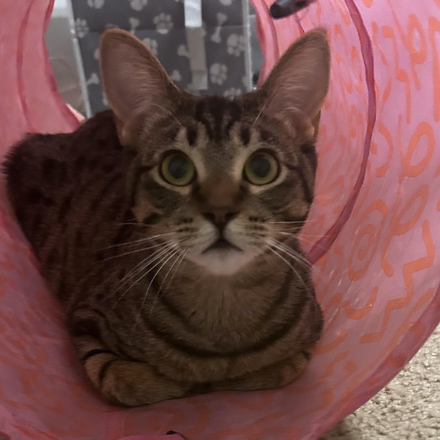 Roo, Adoptable, Young Female Domestic Short Hair.