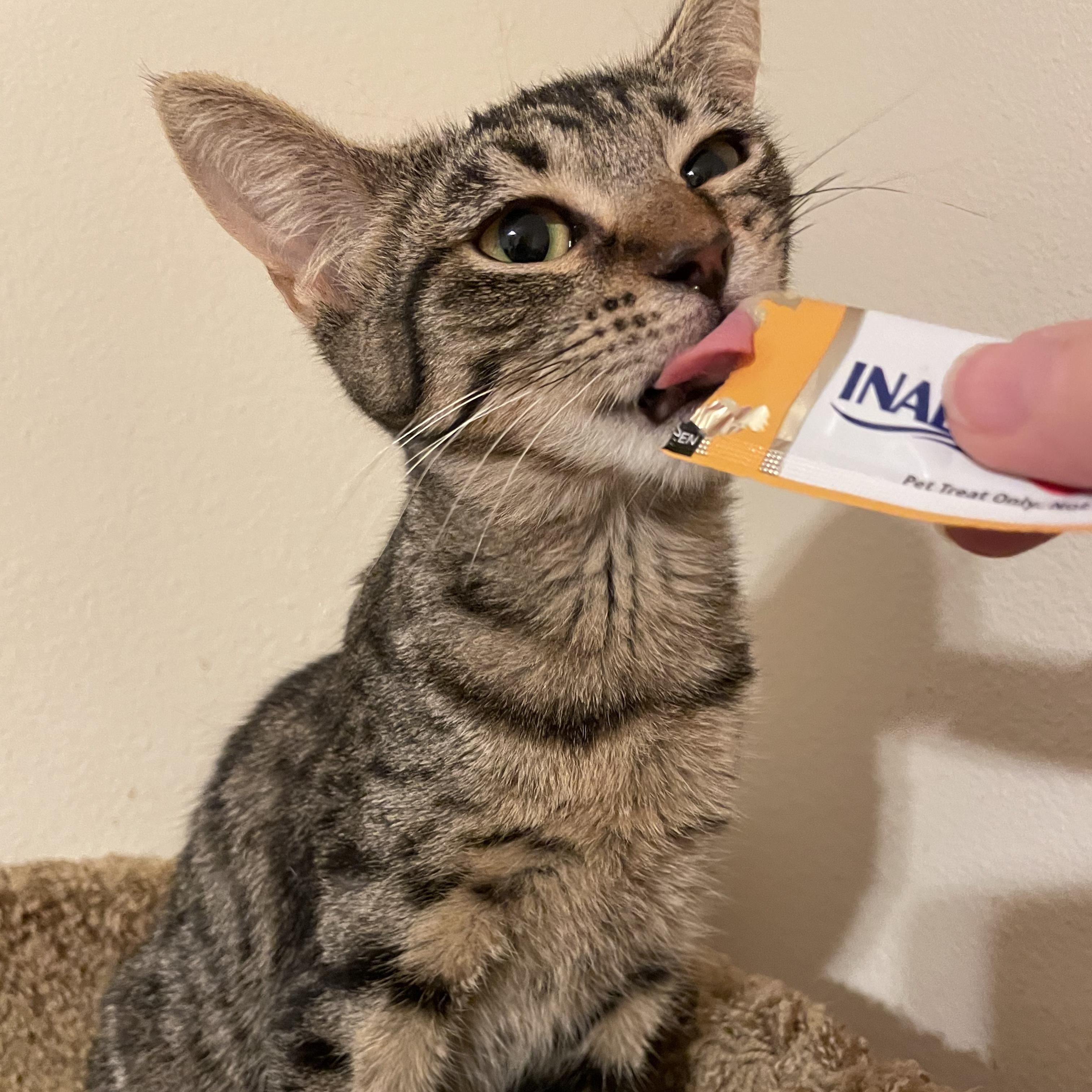 Enlarge Roo, a Adoptable Domestic Short Hair in San Diego, CA image 4/4