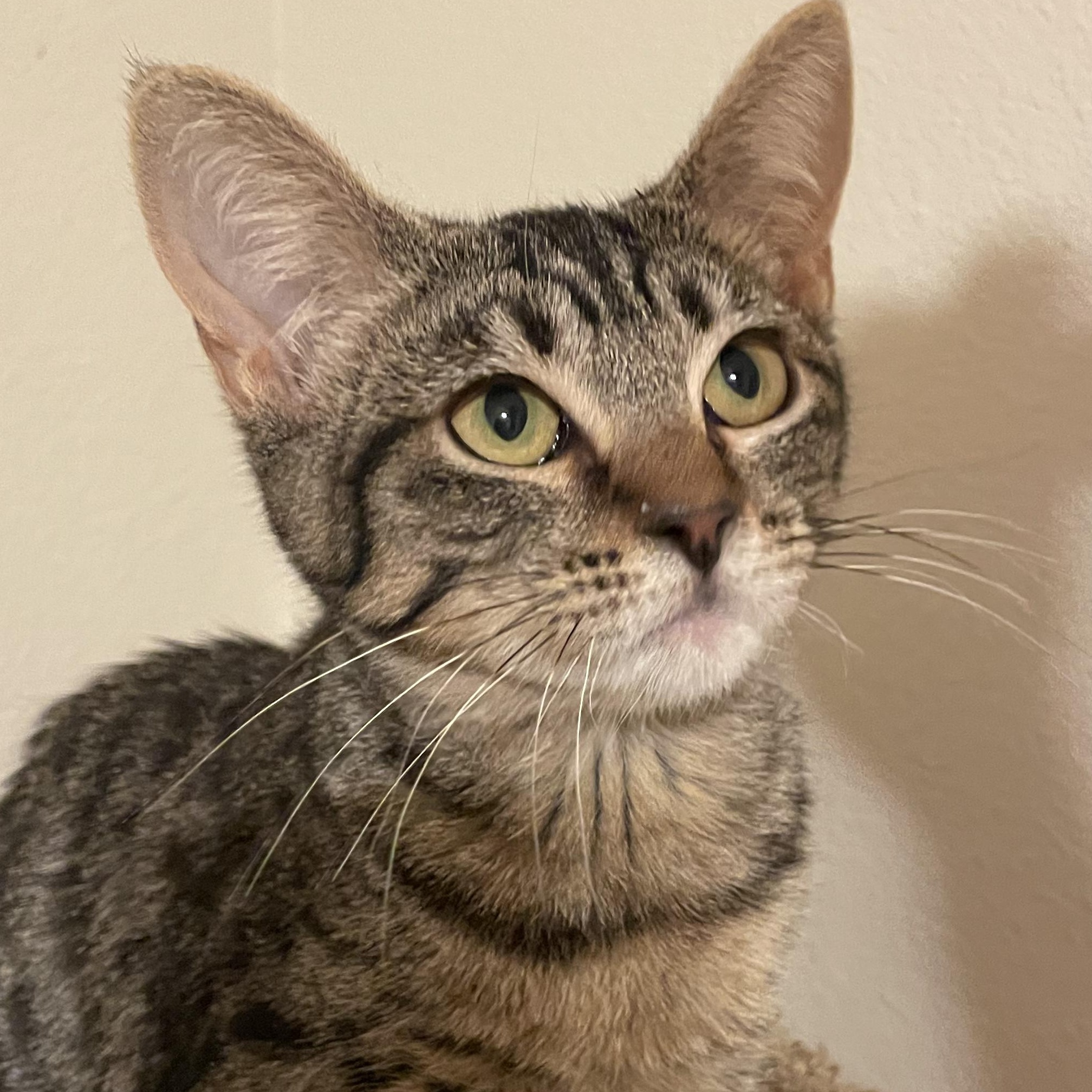 Enlarge Roo, a Adoptable Domestic Short Hair in San Diego, CA image 2/4