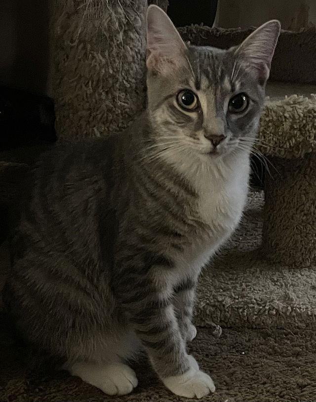 Rosella, Adoptable, Young Female Domestic Short Hair.