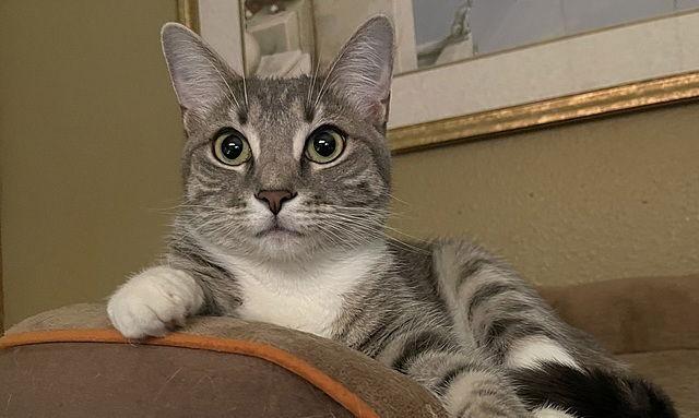 Enlarge Rosella, a Adoptable Domestic Short Hair in Tampa, FL image 2/3