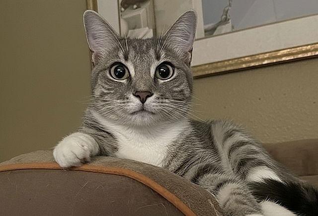 Enlarge Rosella, a Adoptable Domestic Short Hair in Tampa, FL image 3/3