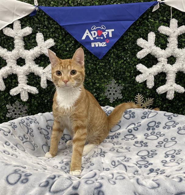 Enlarge SILVAN, a Adoptable Domestic Short Hair in Saskatoon, SK image 1/1