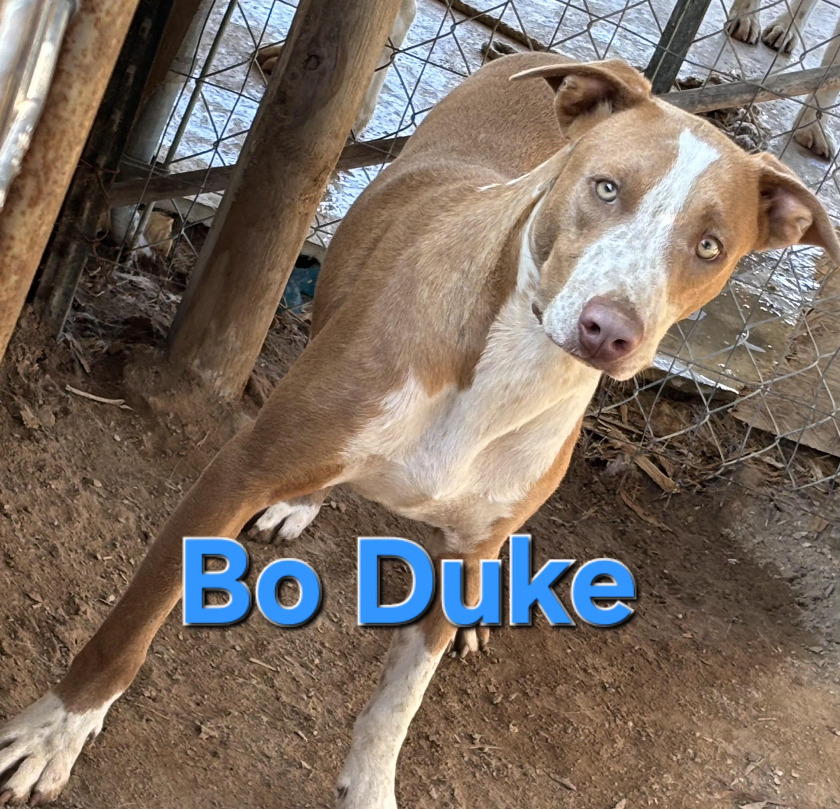 Enlarge Bo duke, a Adoptable Mixed Breed in Mexia, TX image 1/1