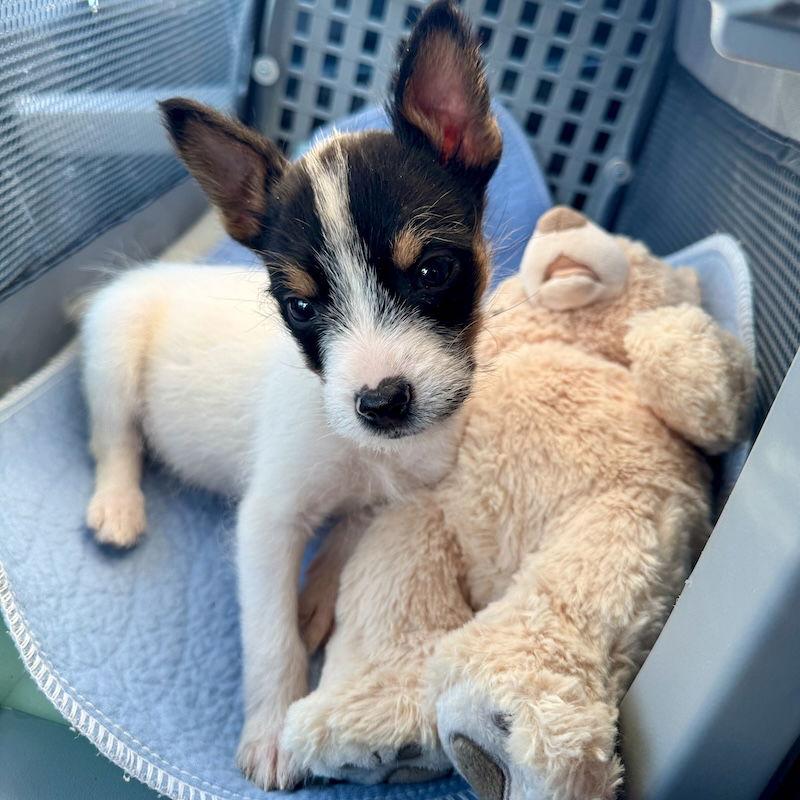 Enlarge Nala, a Adopted mixed breed in San Juan Capistrano, CA image 1/3