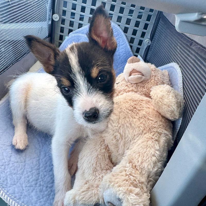 Enlarge Nala, a Adopted mixed breed in San Juan Capistrano, CA image 2/3