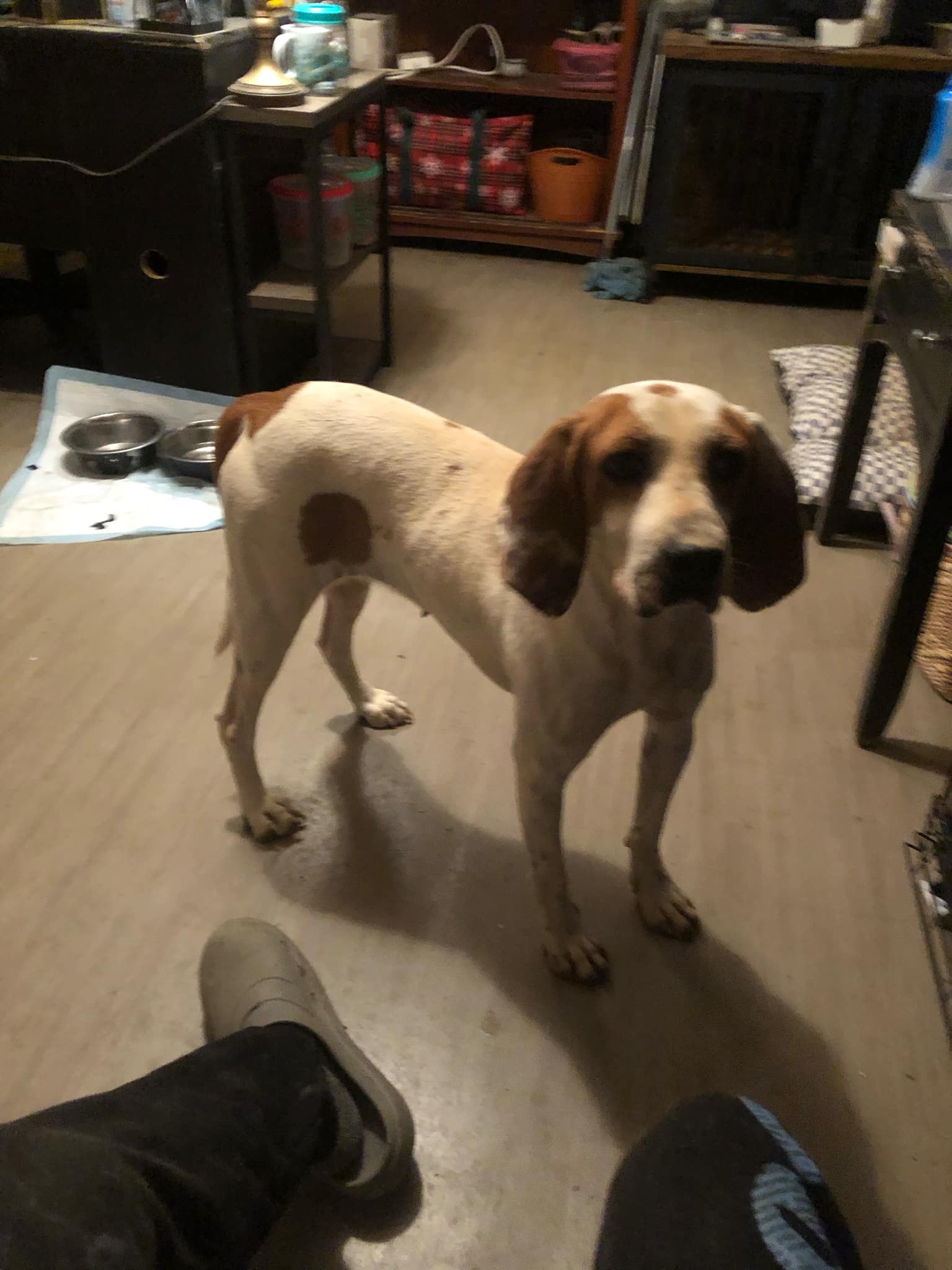 Enlarge Hope, an adoptable Bloodhound in Campton, KY image 1/5