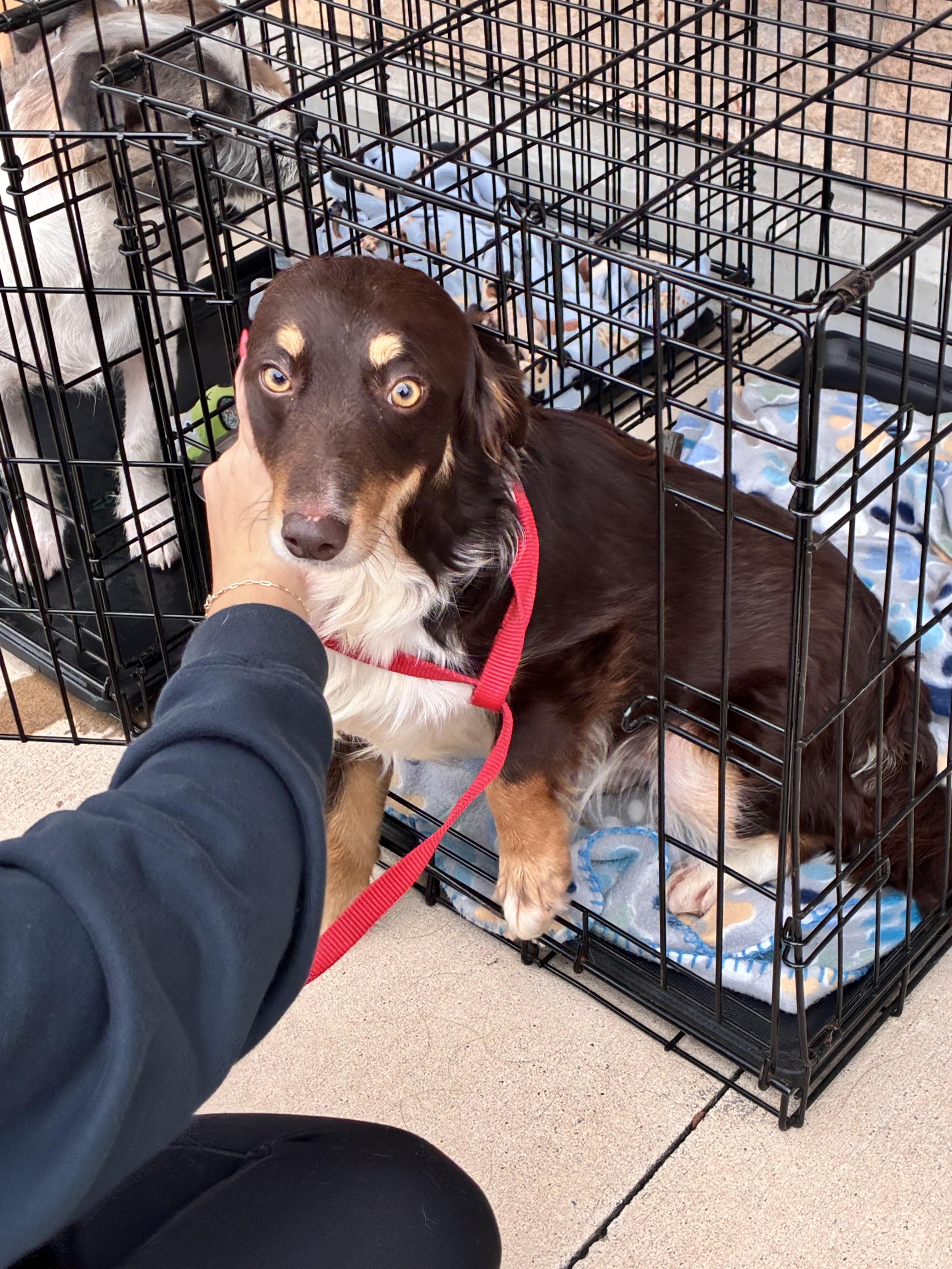 Enlarge Furry, an adopted mixed breed in Plano, TX image 1/2