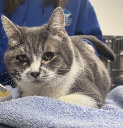 Marley, Adoptable, Adult Female Domestic Short Hair & Domestic Short Hair.