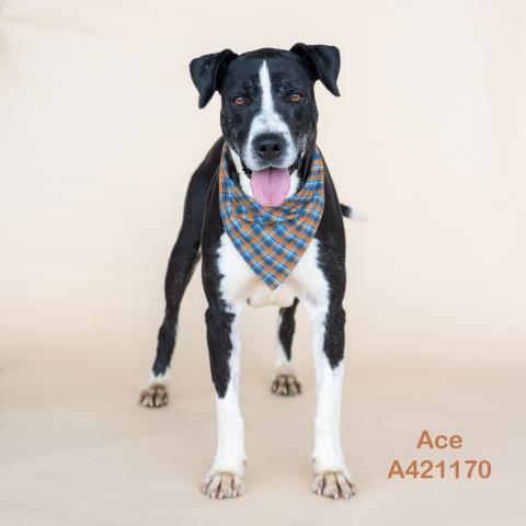 Enlarge ACE, a Adoptable mixed breed in Conroe, TX image 1/1