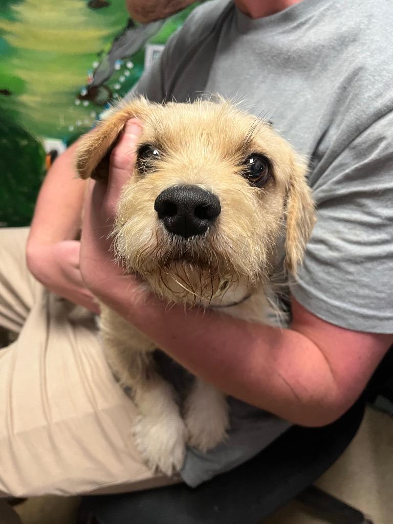 Roadblock, a Adoptable Terrier in New Braunfels, TX image 1/2