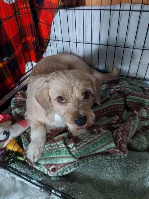Roadblock, a Adoptable Terrier in New Braunfels, TX image 2/2