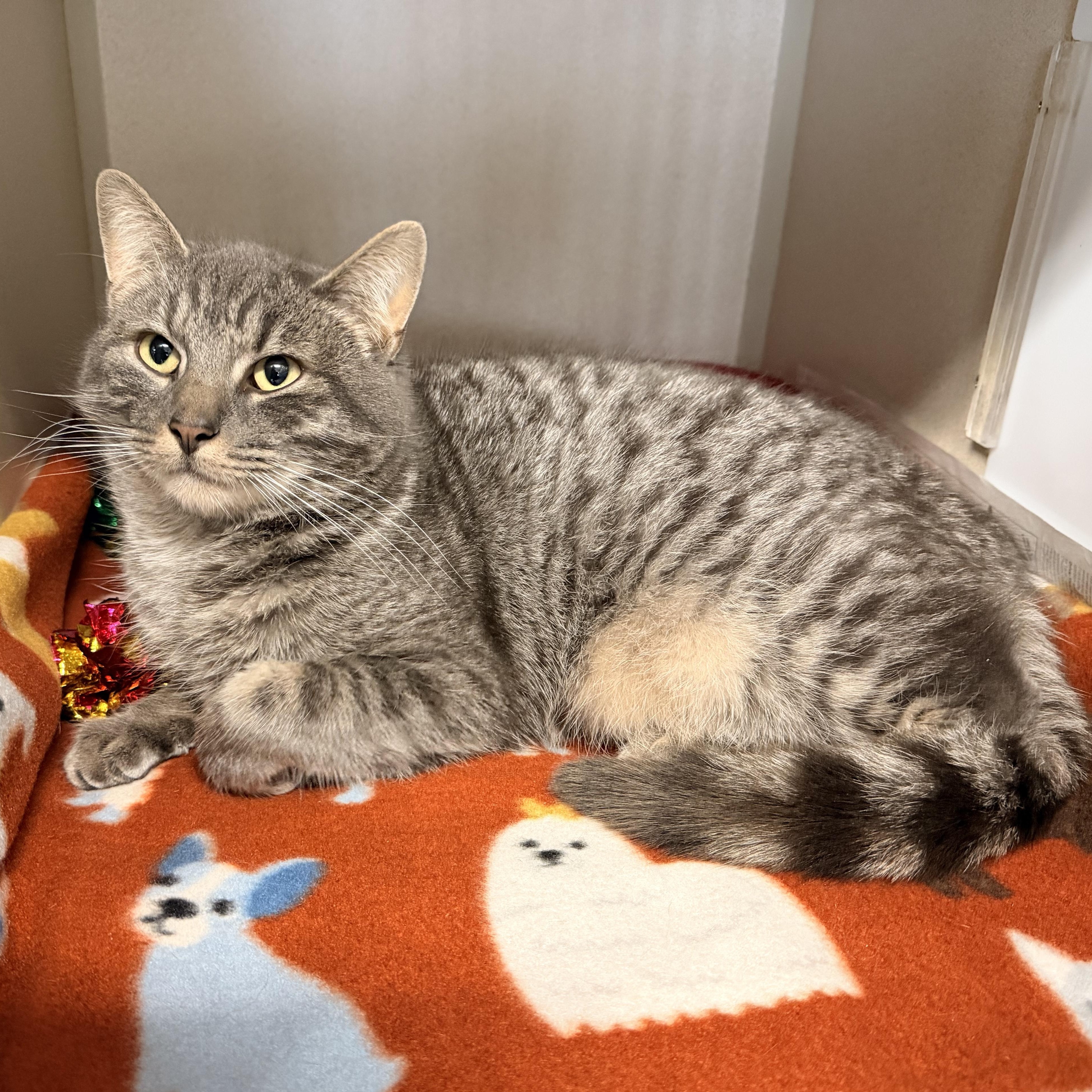 Enlarge Maguire, an adopted Domestic Short Hair in Pottsville, PA image 2/2