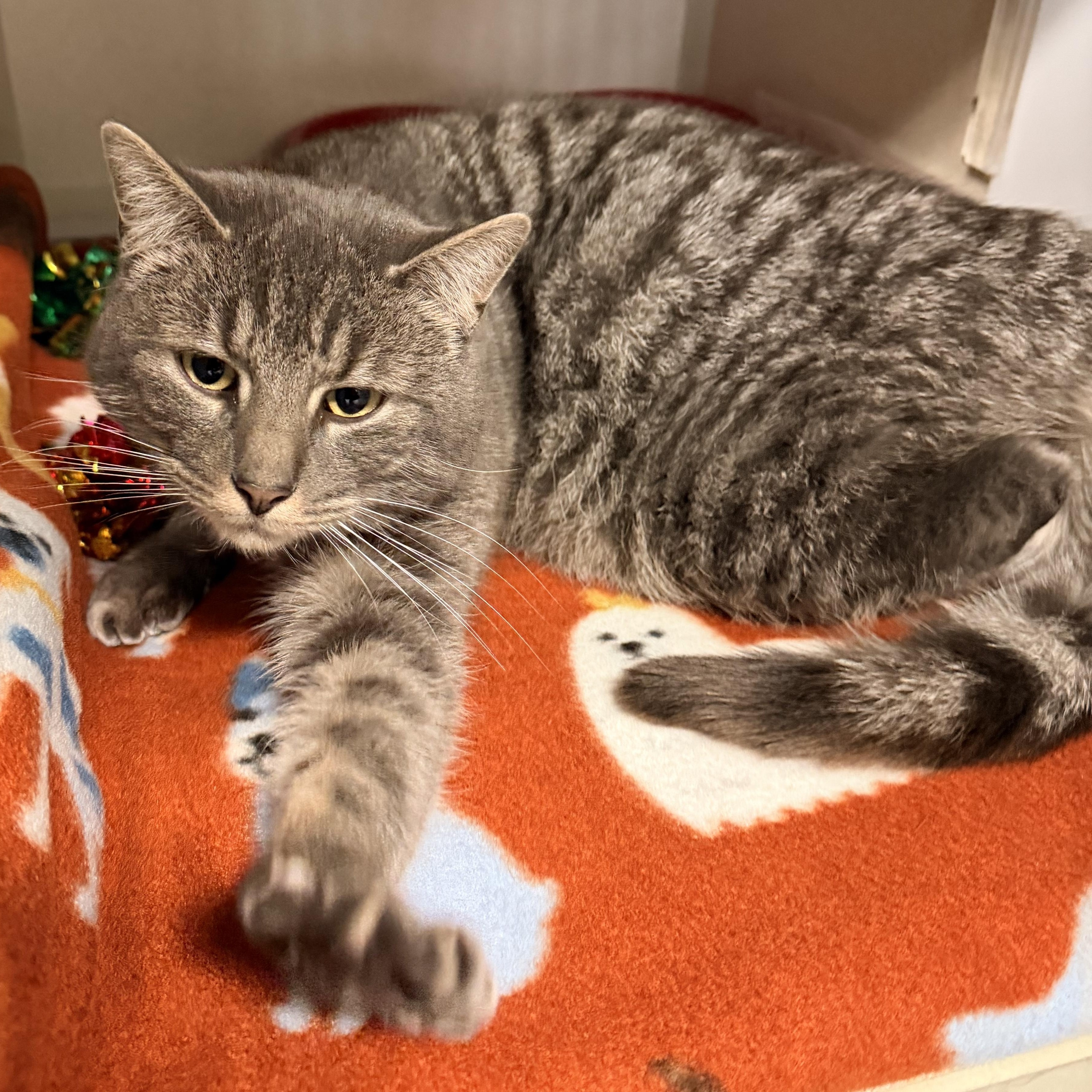 Maguire, adopted, Adult Male Domestic Short Hair.