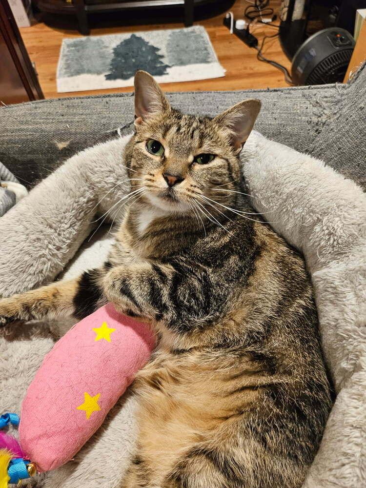 Iris (aka Dolly), Adoptable, Young Female Domestic Short Hair.