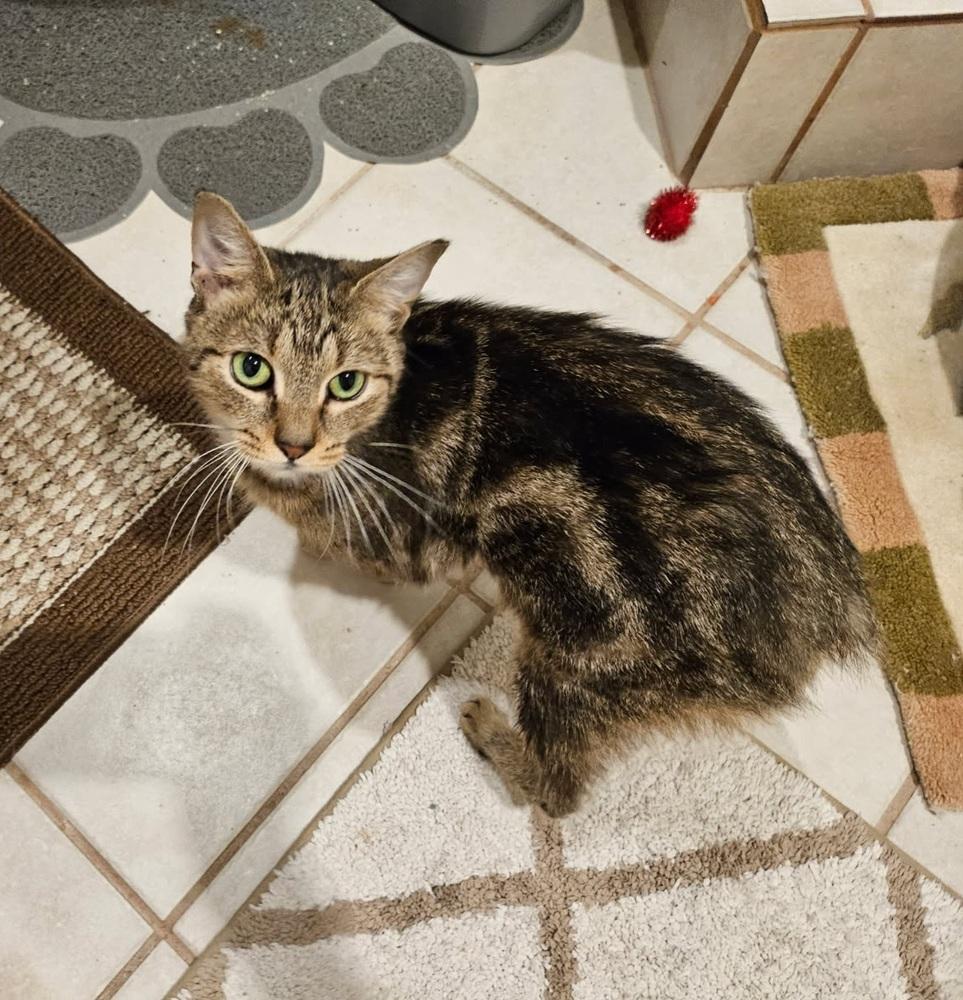 Iris (aka Dolly), a Adoptable Domestic Short Hair in Chicago, IL image 2/6