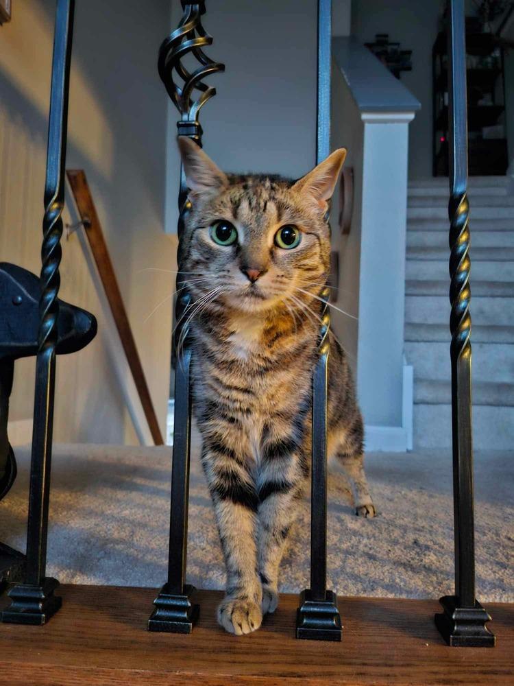 Iris (aka Dolly), a Adoptable Domestic Short Hair in Chicago, IL image 4/6