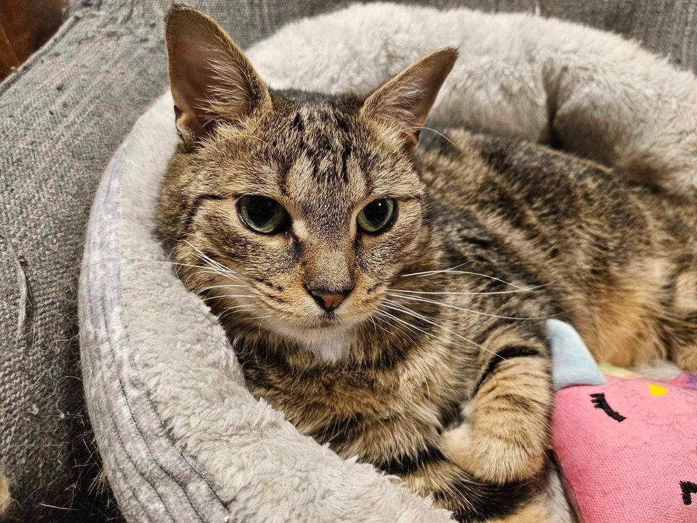 Iris (aka Dolly), Adoptable, Young Female Domestic Short Hair.