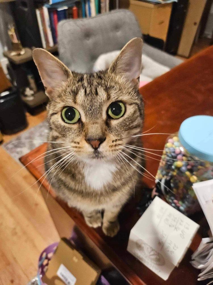 Iris (aka Dolly), a Adoptable Domestic Short Hair in Chicago, IL image 6/6