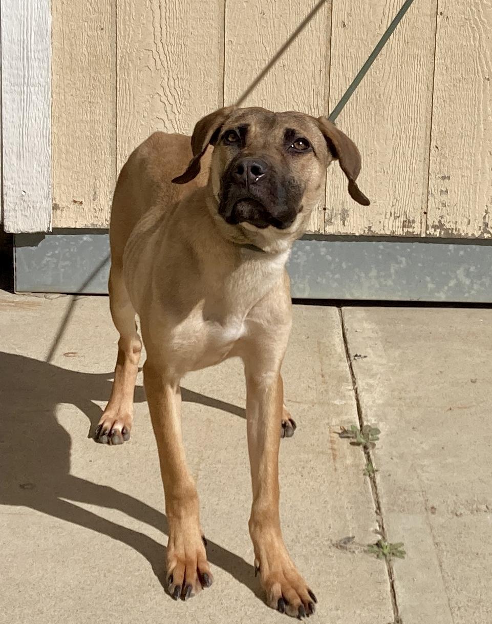 Athena, an adopted mixed breed in Camp Pendleton, CA image 6/6