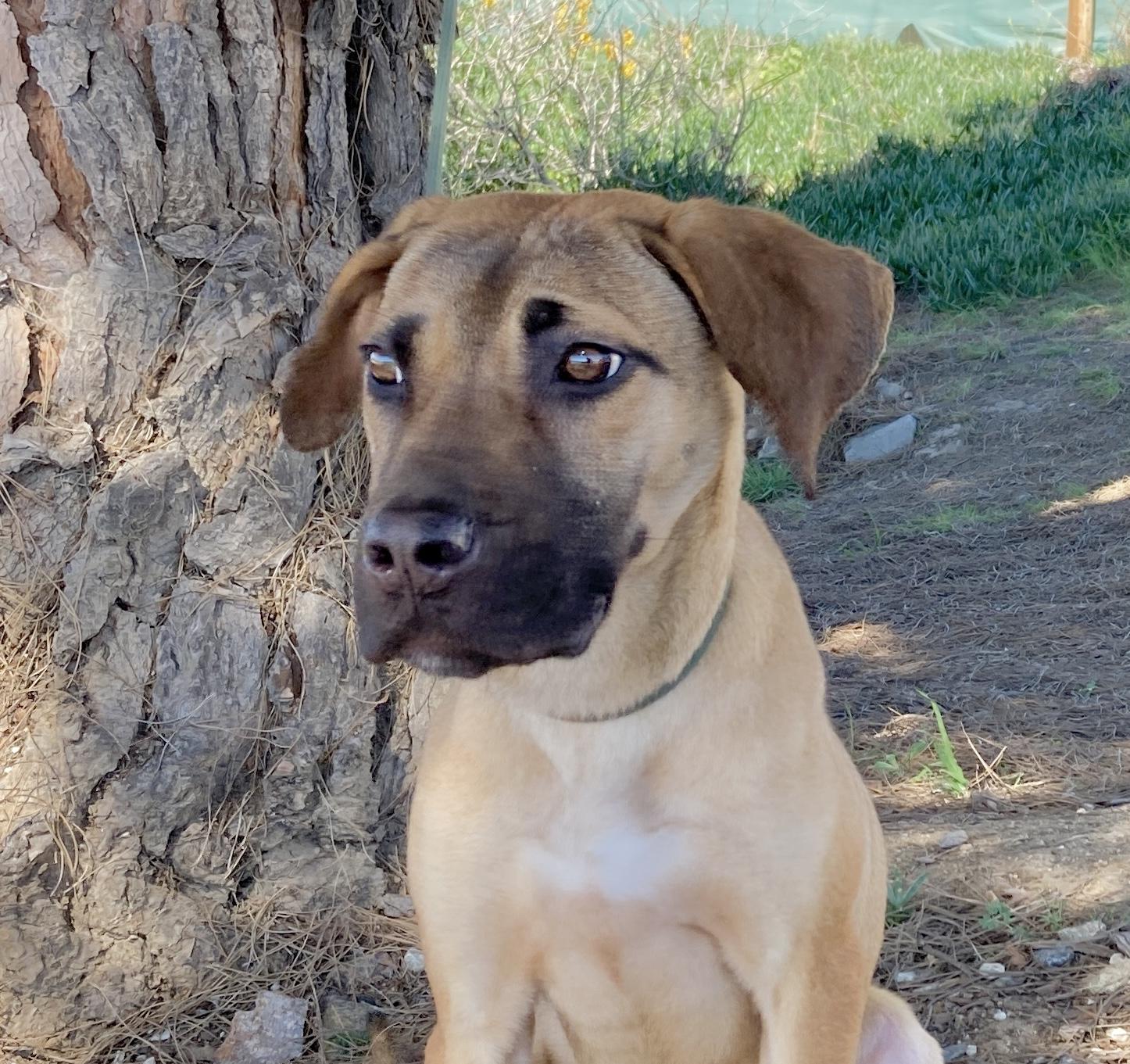 Athena, an adopted mixed breed in Camp Pendleton, CA image 1/6