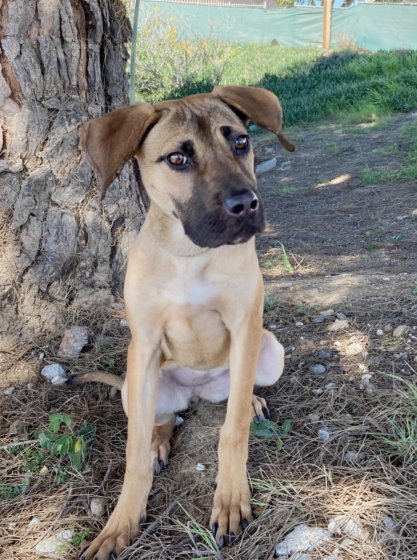 Athena, an adopted mixed breed in Camp Pendleton, CA image 3/6