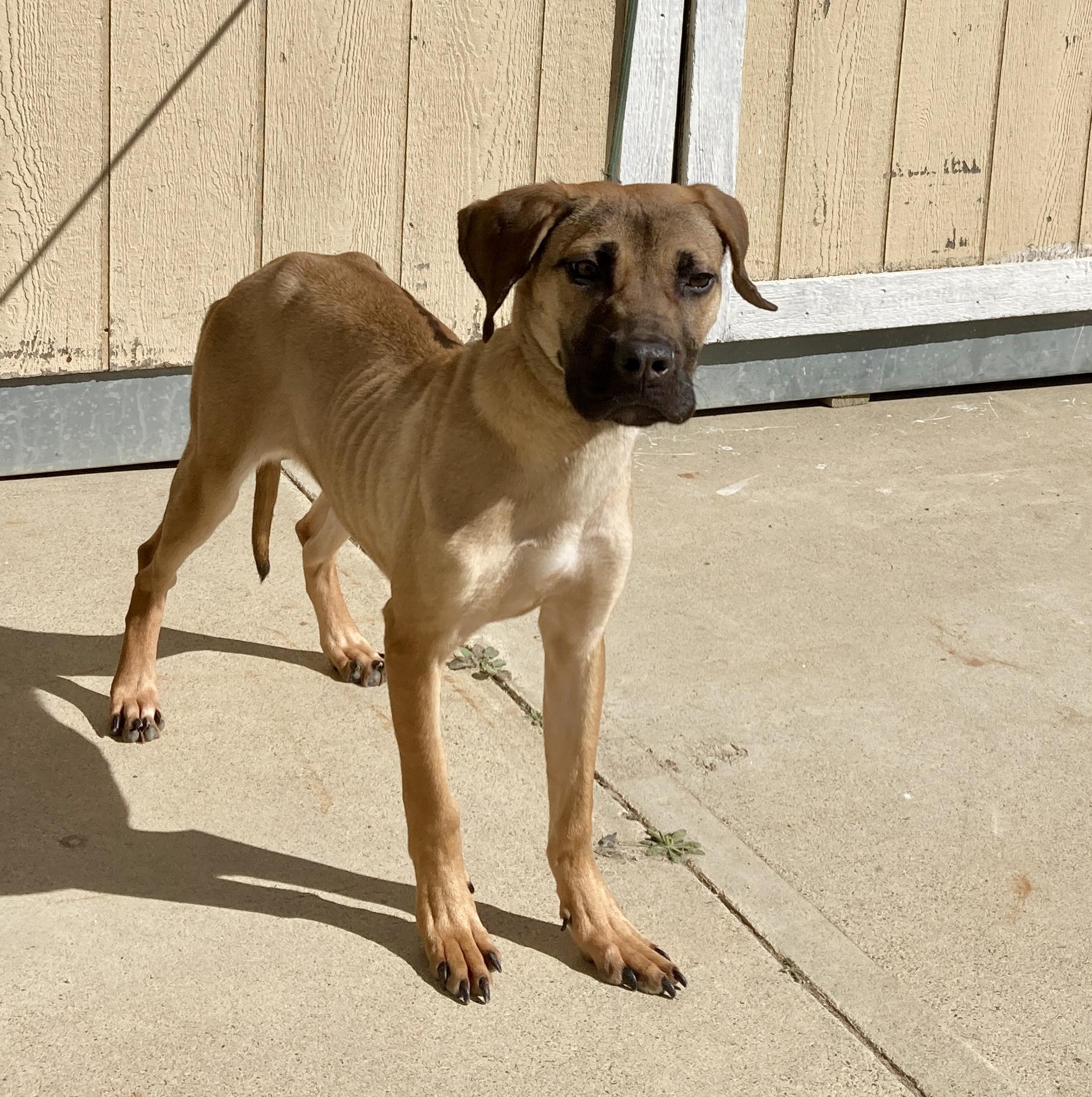 Athena, an adopted mixed breed in Camp Pendleton, CA image 2/6