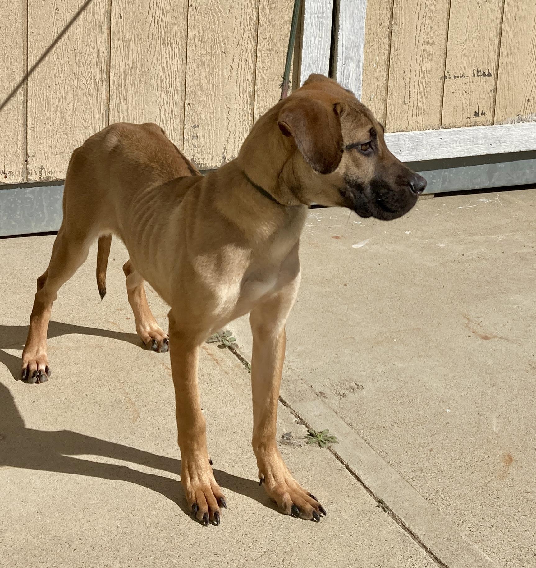 Athena, an adopted mixed breed in Camp Pendleton, CA image 4/6