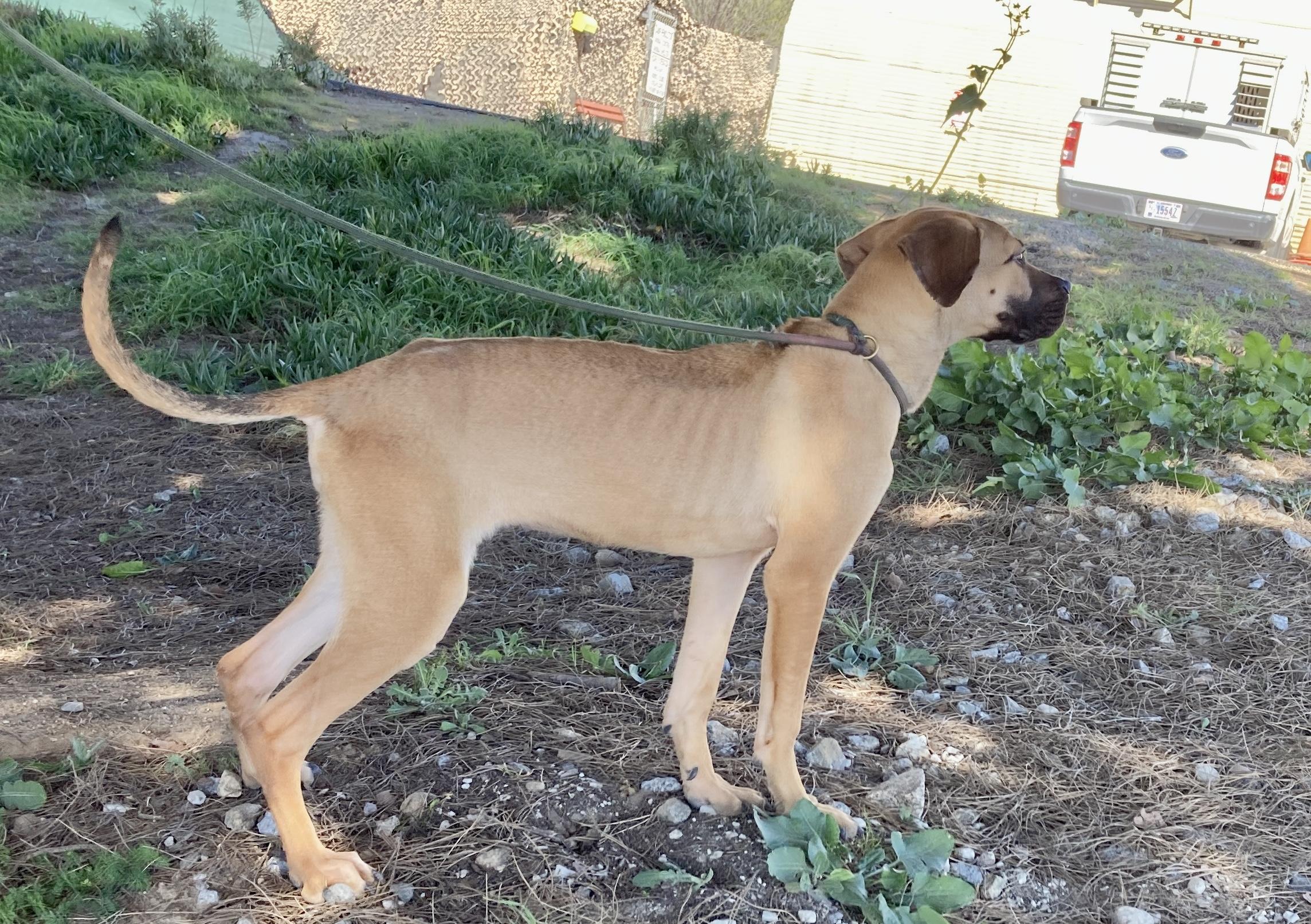 Athena, an adopted mixed breed in Camp Pendleton, CA image 5/6