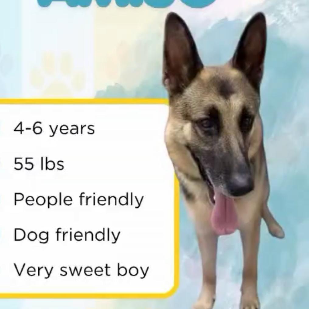 Enlarge Amiso, a Adoptable Shepherd in Rossville, GA image 1/3