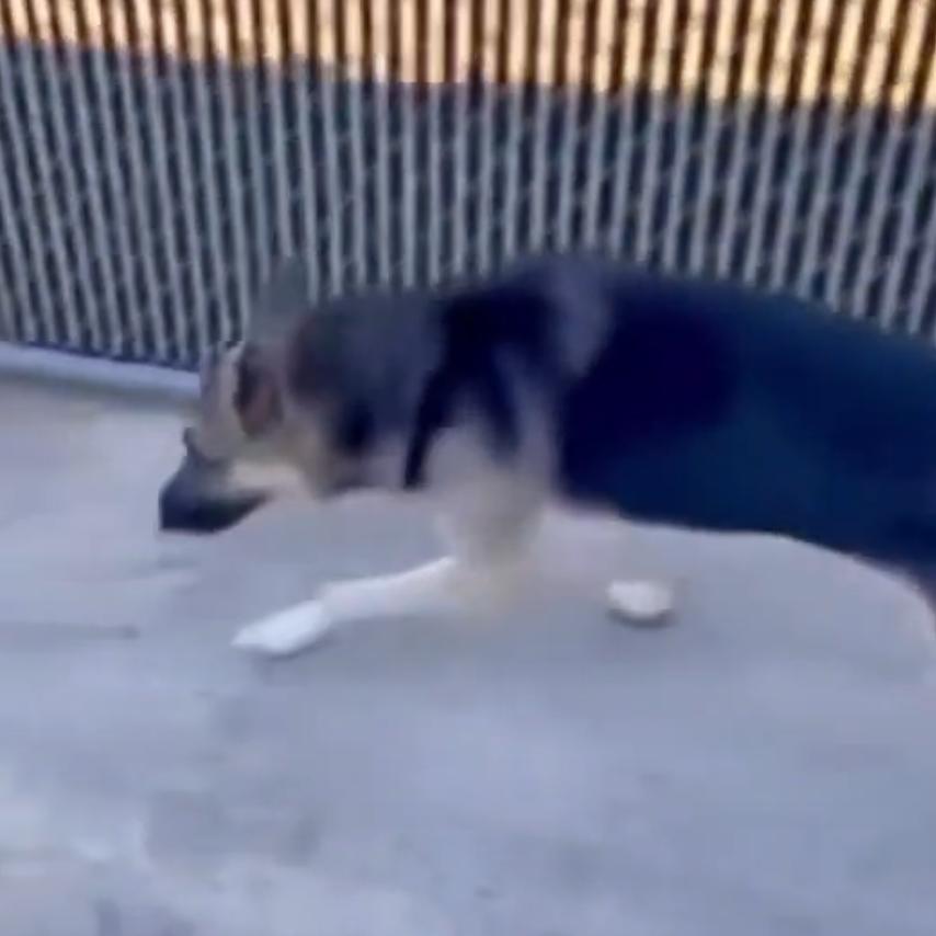 Enlarge Amiso, a Adoptable Shepherd in Rossville, GA image 2/3