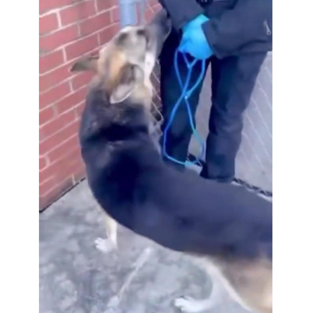 Enlarge Amiso, a Adoptable Shepherd in Rossville, GA image 3/3