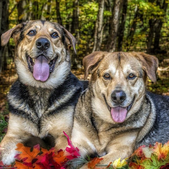 Papa & Bama, an adoptable Shepherd in Parry Sound, ON, P2A 1G7 | Photo Image 5