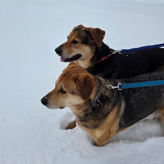 Papa & Bama, a Adoptable mixed breed in Parry Sound, ON image 4/6