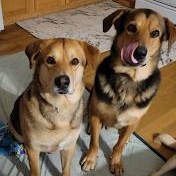 Papa & Bama, a Adoptable mixed breed in Parry Sound, ON image 2/6
