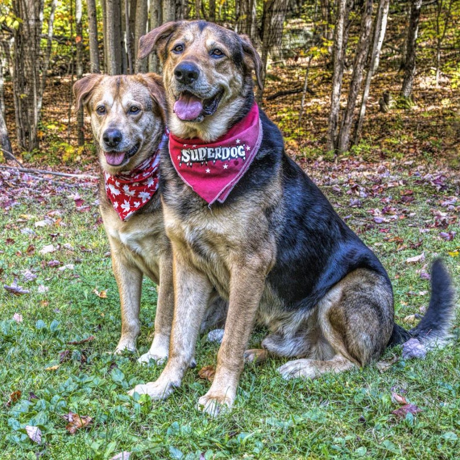 Papa & Bama, an adoptable Shepherd in Parry Sound, ON, P2A 1G7 | Photo Image 3