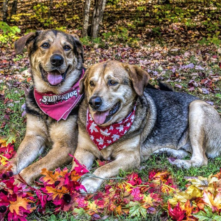 Papa & Bama, an adoptable Shepherd in Parry Sound, ON, P2A 1G7 | Photo Image 6