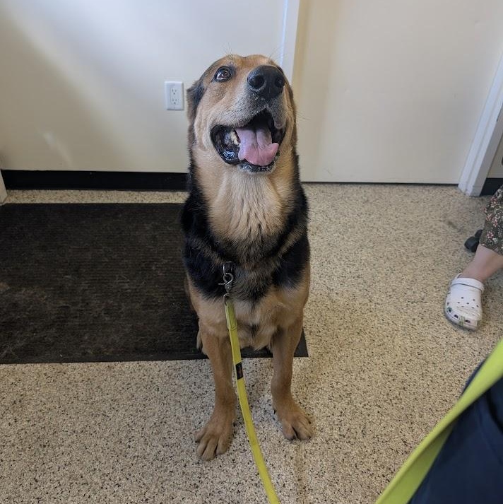 Poppa & Bama, an adoptable Shepherd in Parry Sound, ON, P2A 1G7 | Photo Image 2