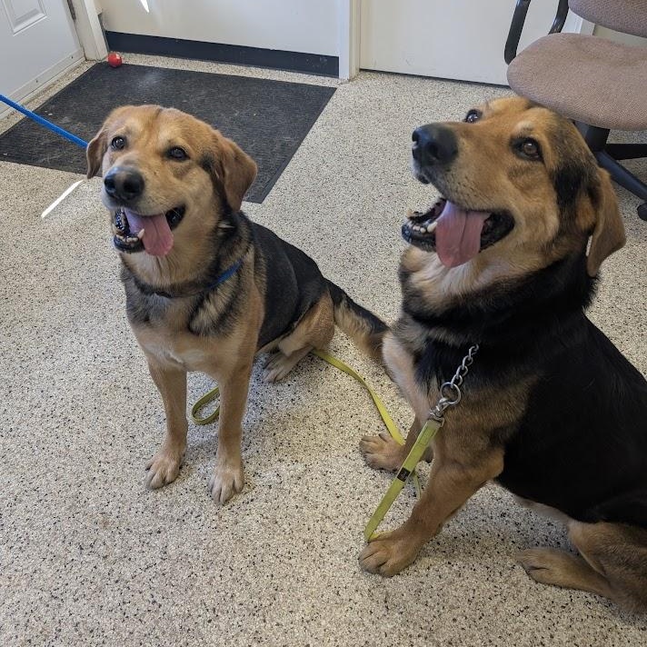 Poppa & Bama, an adoptable Shepherd in Parry Sound, ON, P2A 1G7 | Photo Image 3
