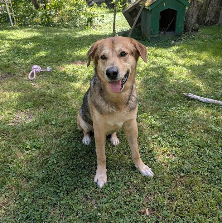 Papa & Bama, a Adoptable mixed breed in Parry Sound, ON image 5/6