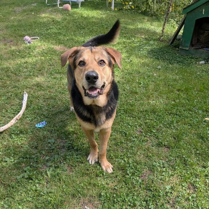 Papa & Bama, a Adoptable mixed breed in Parry Sound, ON image 6/6