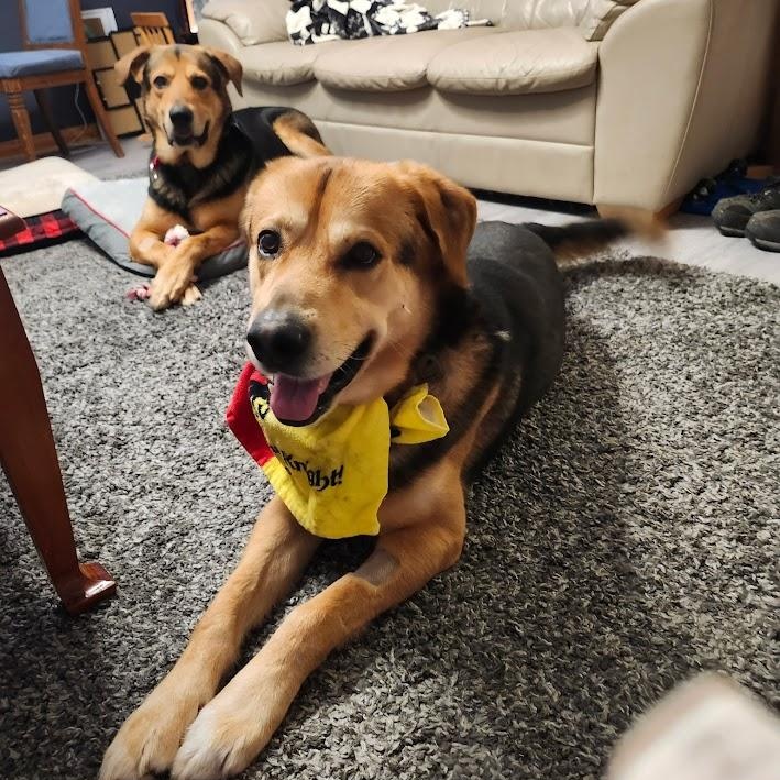 Poppa & Bama, an adoptable Shepherd in Parry Sound, ON, P2A 1G7 | Photo Image 1