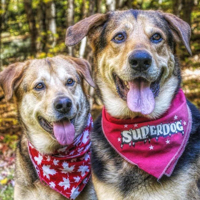 Papa & Bama, Adoptable, Senior Male Shepherd.