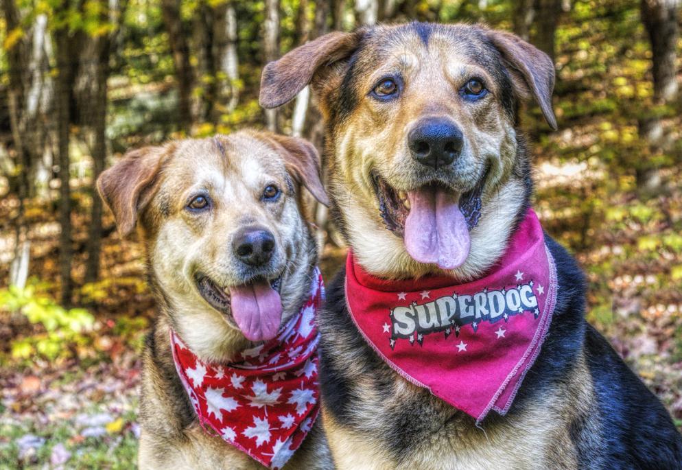 Papa & Bama, an adoptable Shepherd in Parry Sound, ON, P2A 1G7 | Photo Image 1