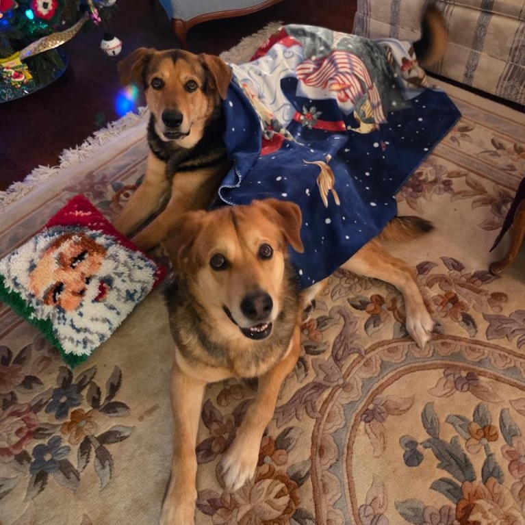 Papa & Bama, a Adoptable mixed breed in Parry Sound, ON image 3/6
