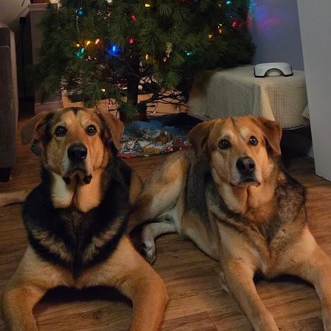 Papa & Bama, a Adoptable mixed breed in Parry Sound, ON image 1/6